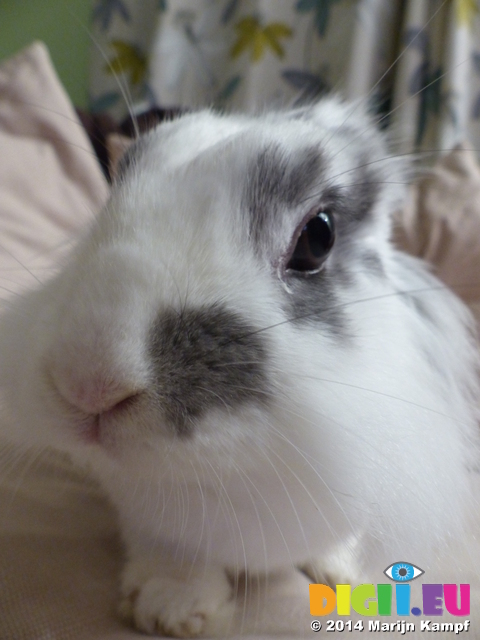 LZ00192 Curious Cleo the rabbit close up